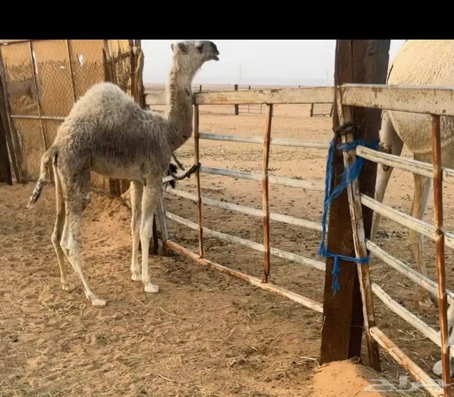بكره وضحى كفو كفو. 1