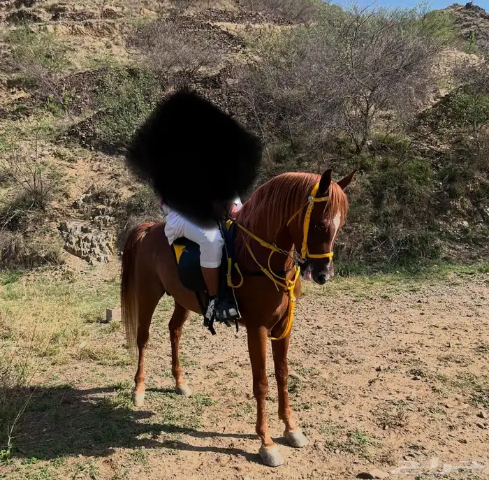 خيل شعبي 1