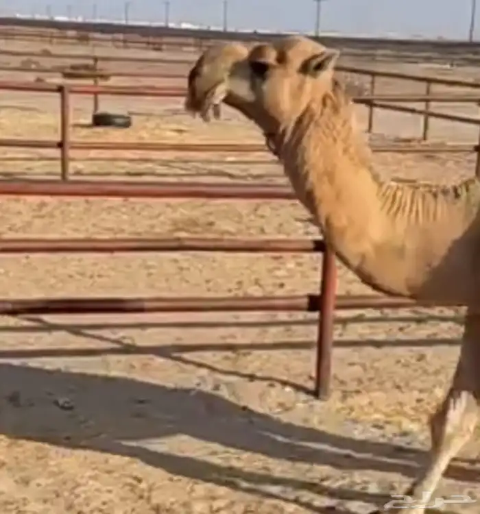 بعير عقابي على النادر. الجليدي 3