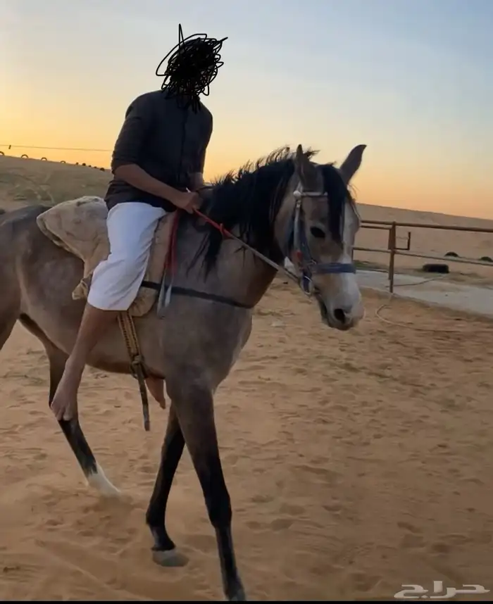 للبيع لجام ومعرقه 1