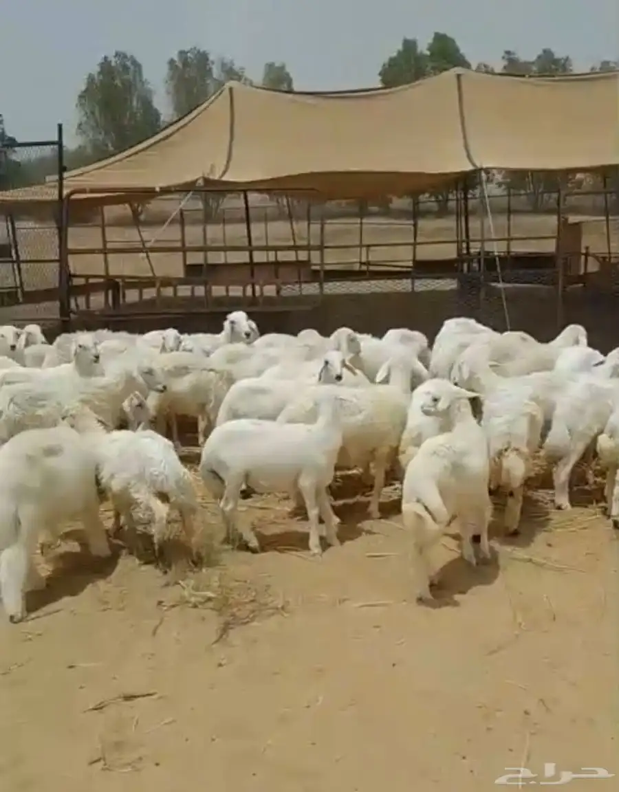 طليان ورخال ذبايح منادي وتربية 1