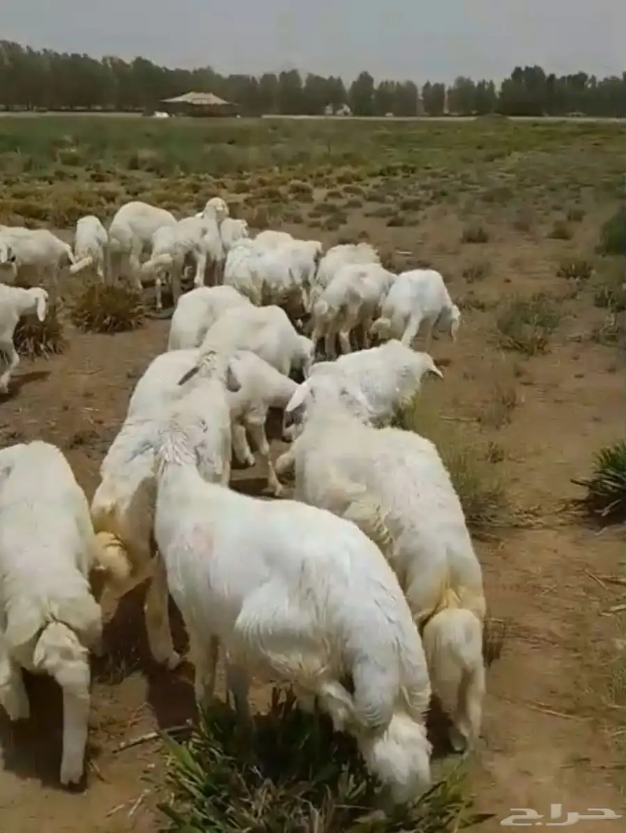 طليان ورخال ذبايح منادي وتربية 2