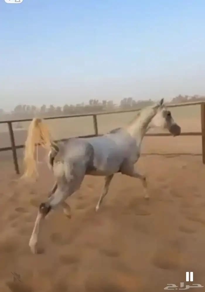 خيل اصيل عربي 0