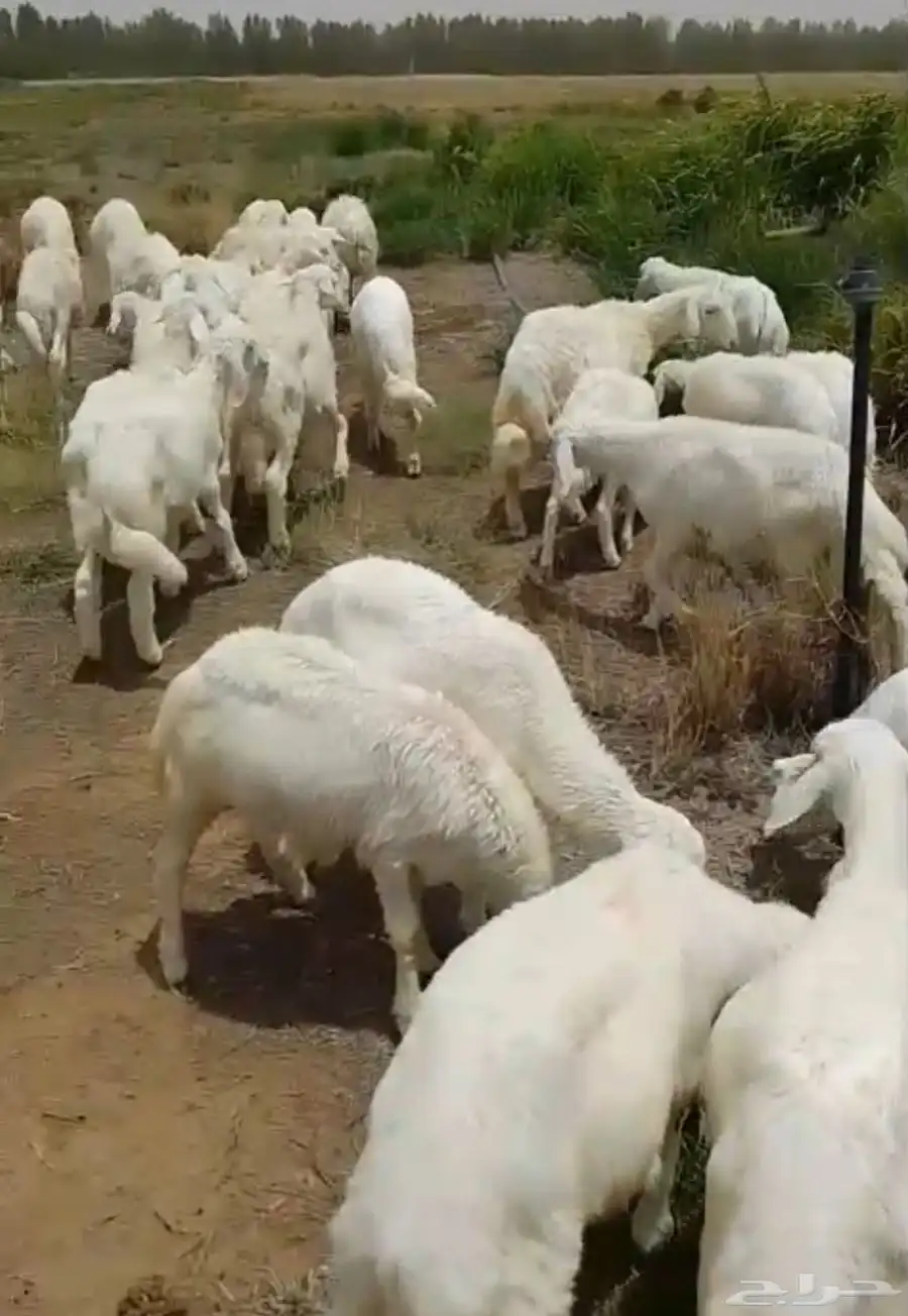 طليان ورخال ذبايح منادي وتربية 7