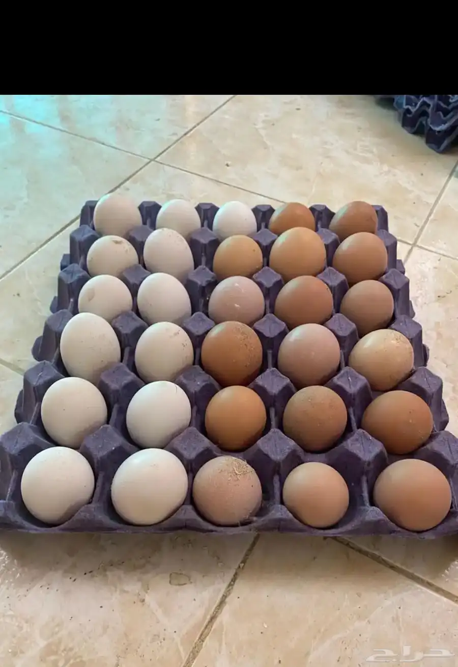 بيض دجاج فرنسي و بلدي 4