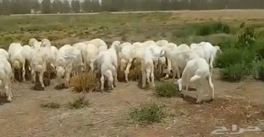 طليان ورخال ذبايح منادي وتربية 3