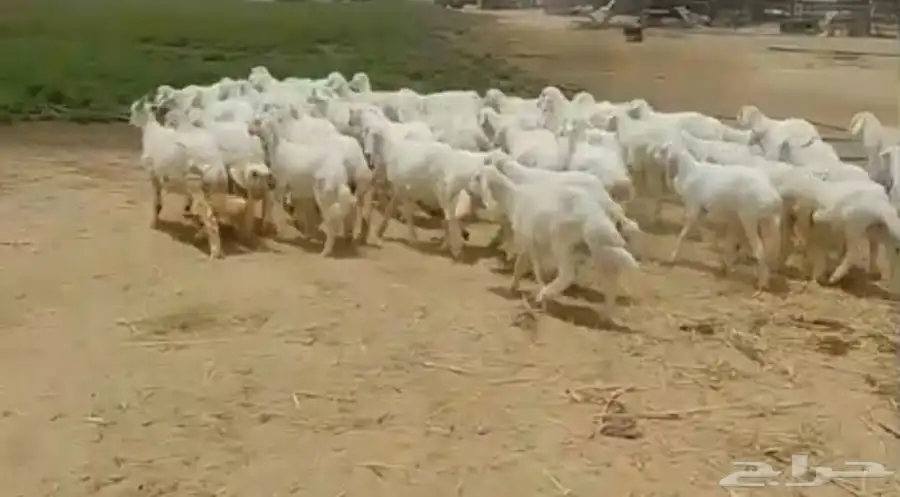 طليان ورخال ذبايح منادي وتربية 0