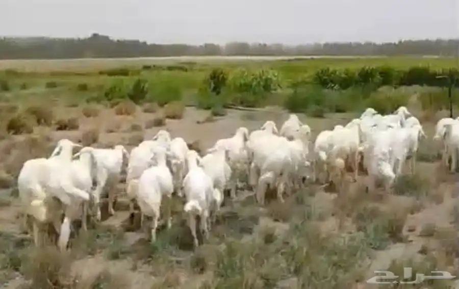 طليان ورخال ذبايح منادي وتربية 6