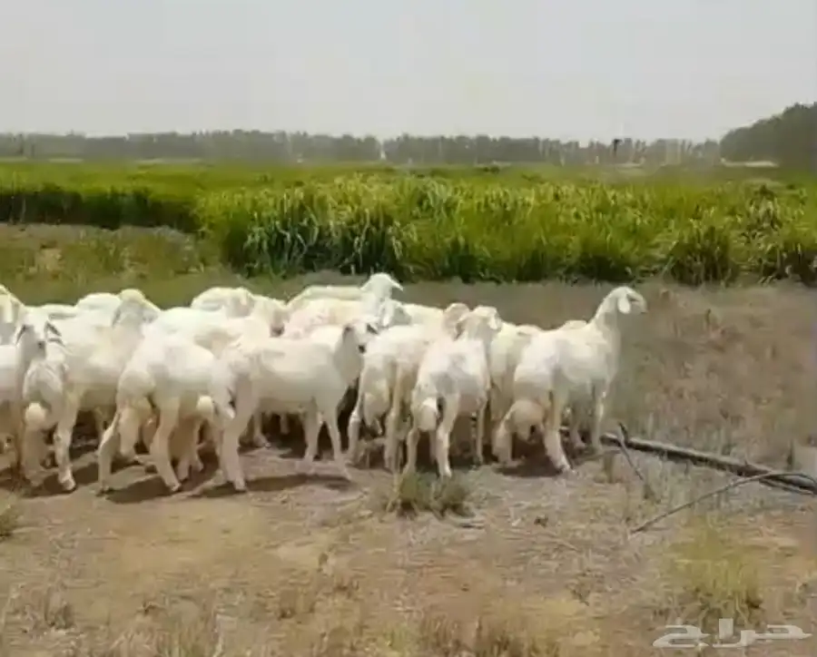 طليان ورخال ذبايح منادي وتربية 5