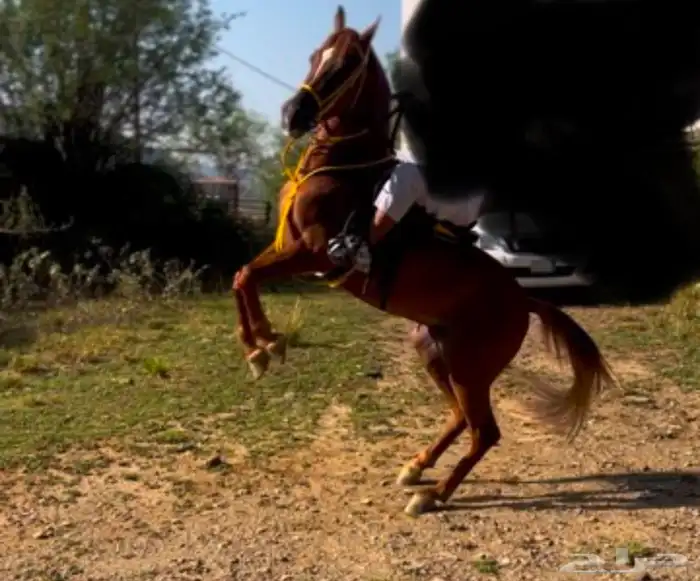 خيل شعبي 4