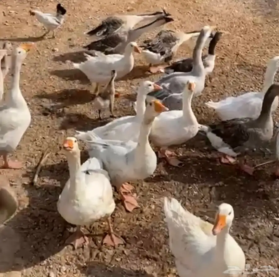 بط عراقي للبيع (بالحبه والجمله ) 2