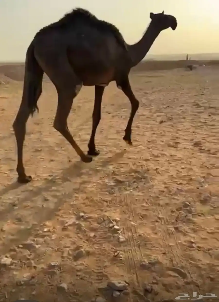 حقه على سليمان ال بادي الصخابره 1