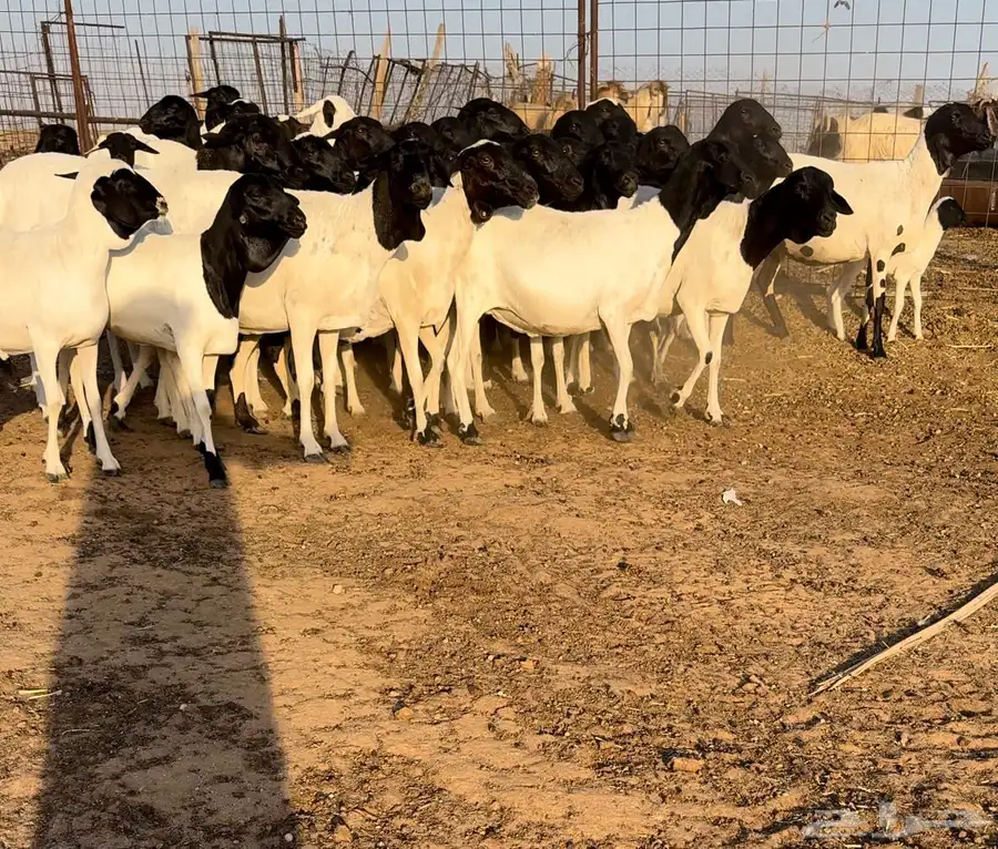 شياه برابر دفيع اجروم ناهيه 0