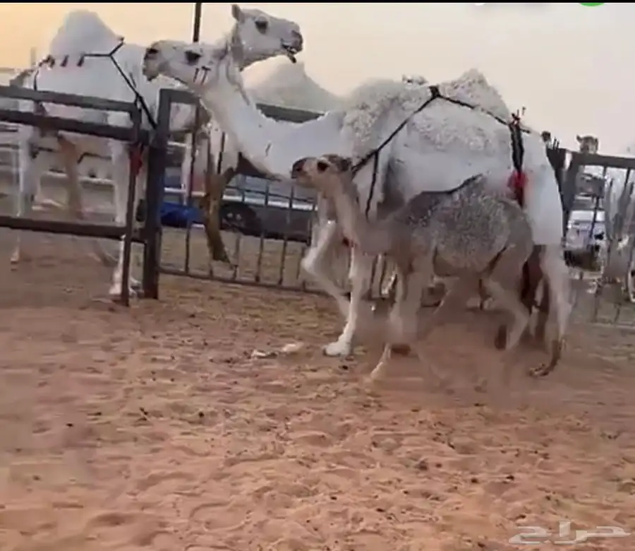 ناقه عشرا 1