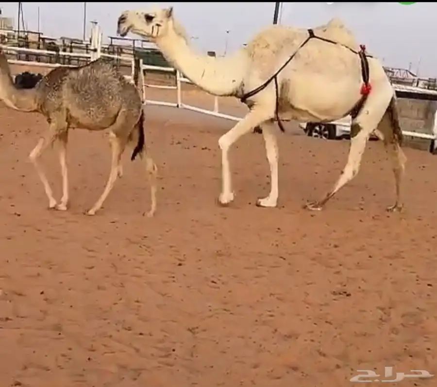 ناقه عشرا 2