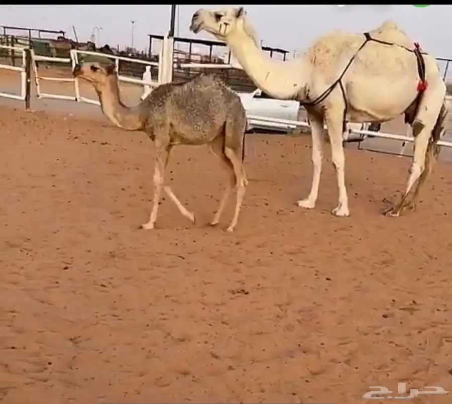 ناقه عشرا 0