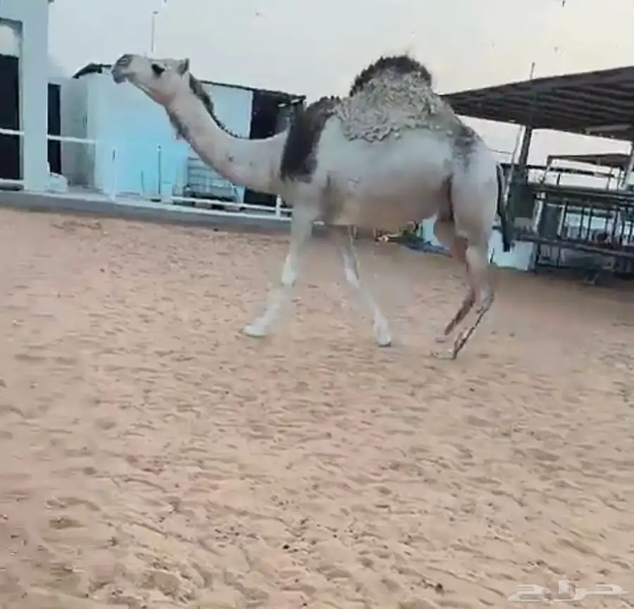 القحه شقحاء على جميع الشروط 1