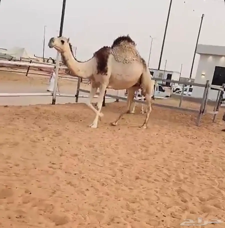 القحه شقحاء على جميع الشروط 0