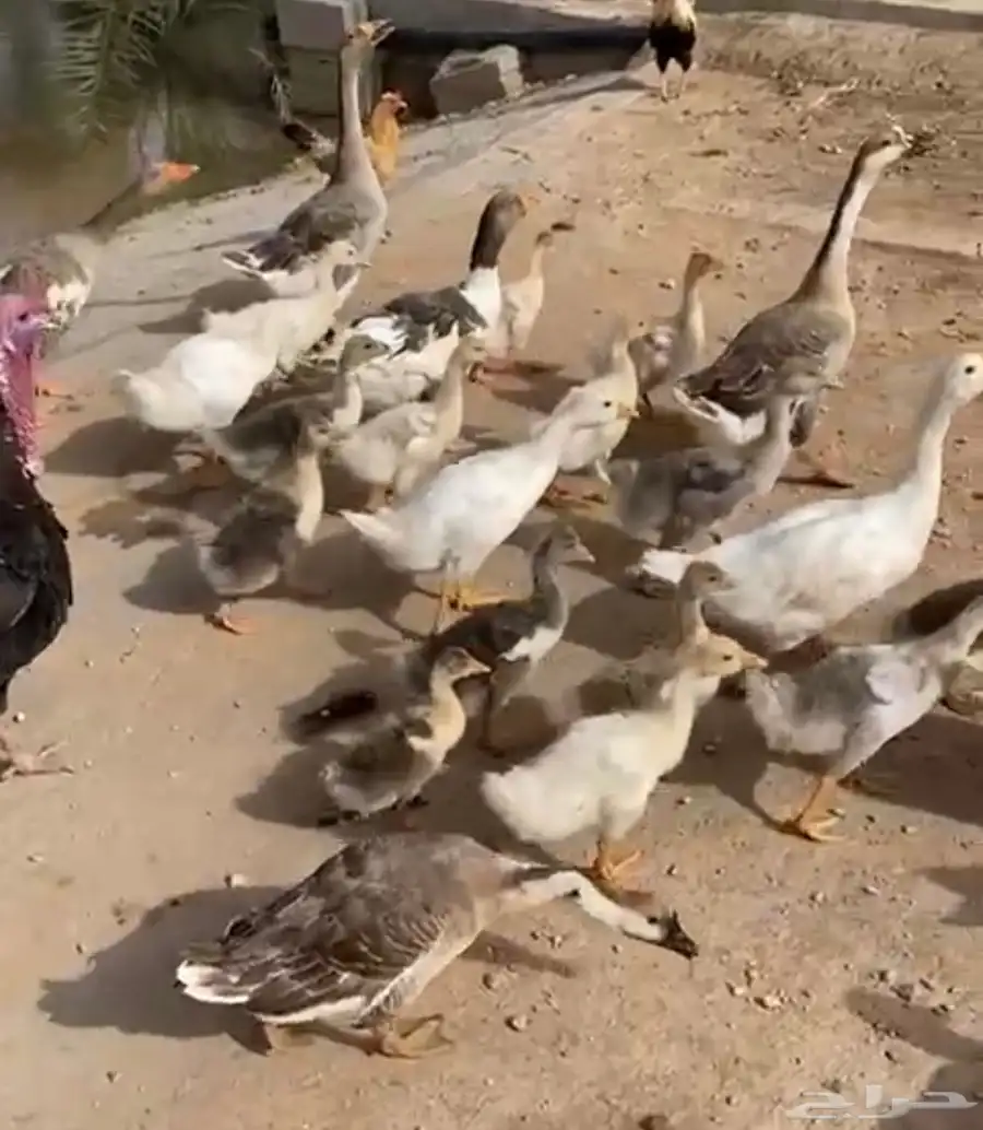 بط عراقي للبيع (بالحبه والجمله ) 3