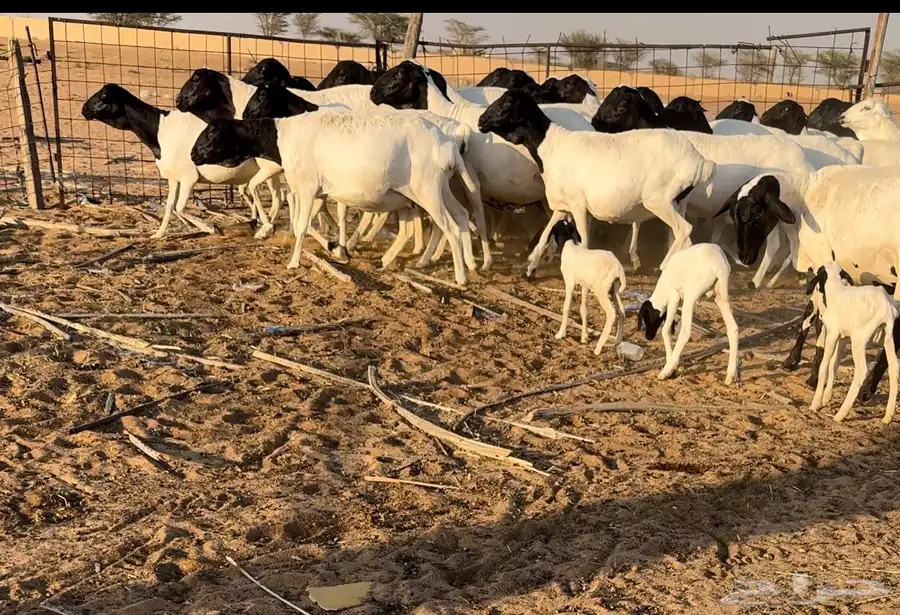شياه برابر دفيع اجروم ناهيه 3