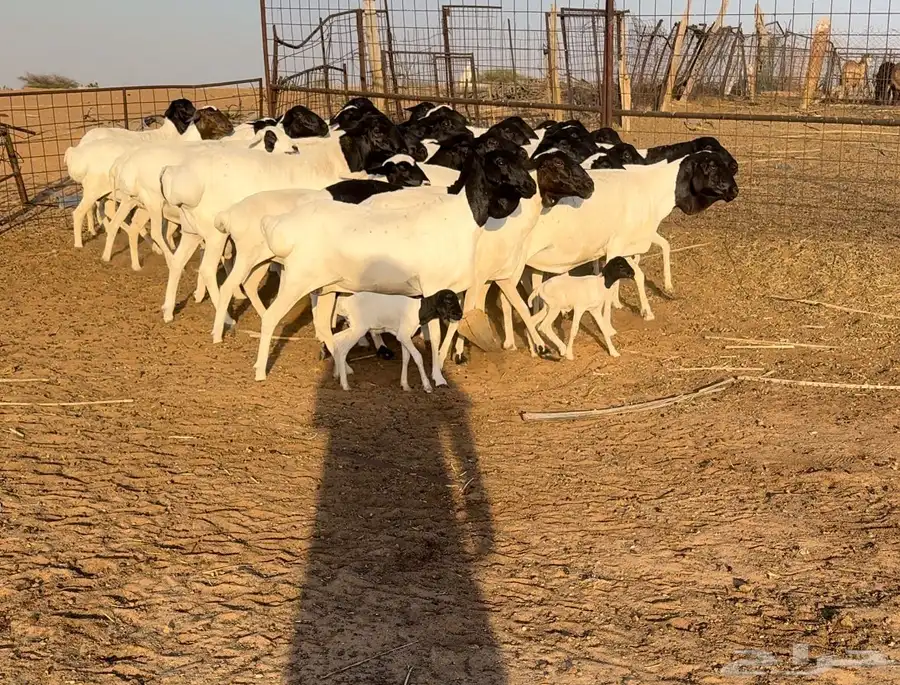 شياه برابر دفيع اجروم ناهيه 2