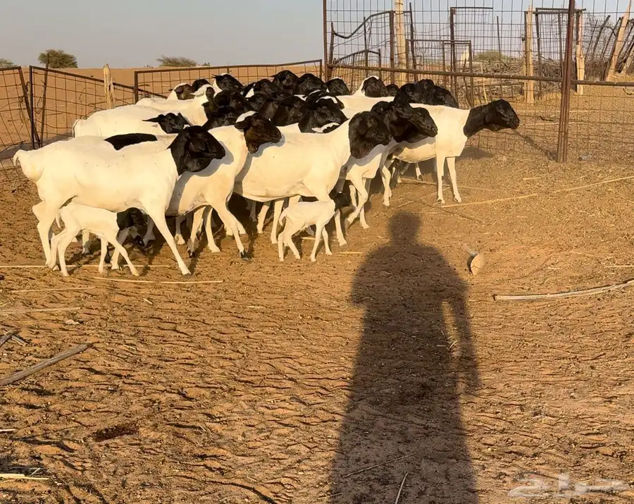 شياه برابر دفيع اجروم ناهيه 1