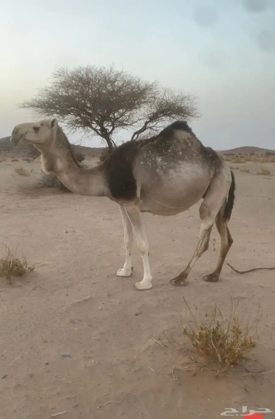 ابل لقحات باقي شهرين على نتاجه 1