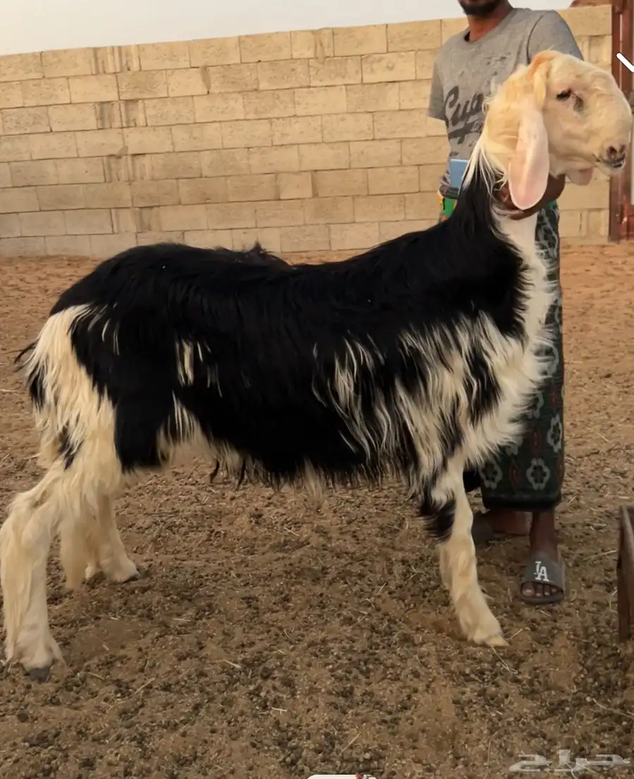 طلي نجدي مشروع فحللل 0