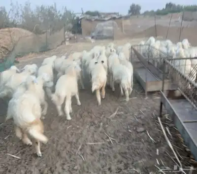 طليان نظيفه تربيه من المراح مقفله شحم 5