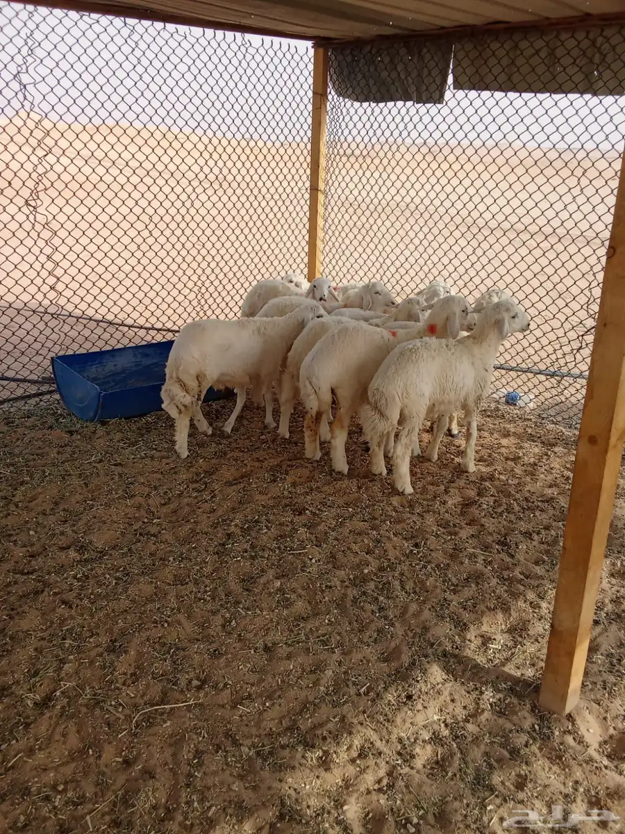 للبيع طليان حري 2