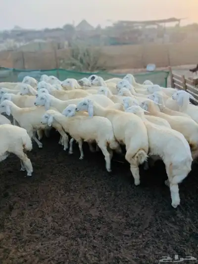 طليان نظيفه تربيه من المراح مقفله شحم 3