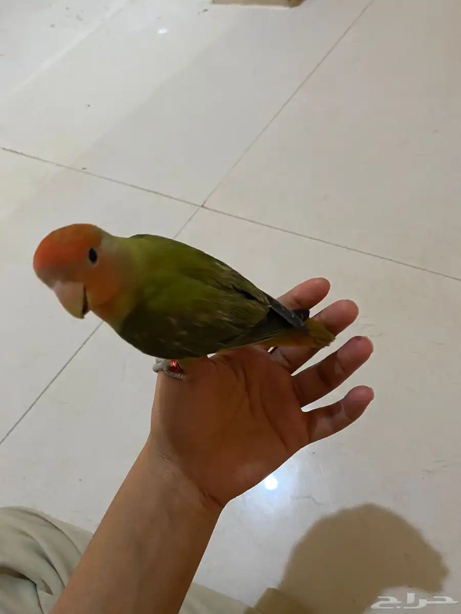 طيور ببغاء روز 4