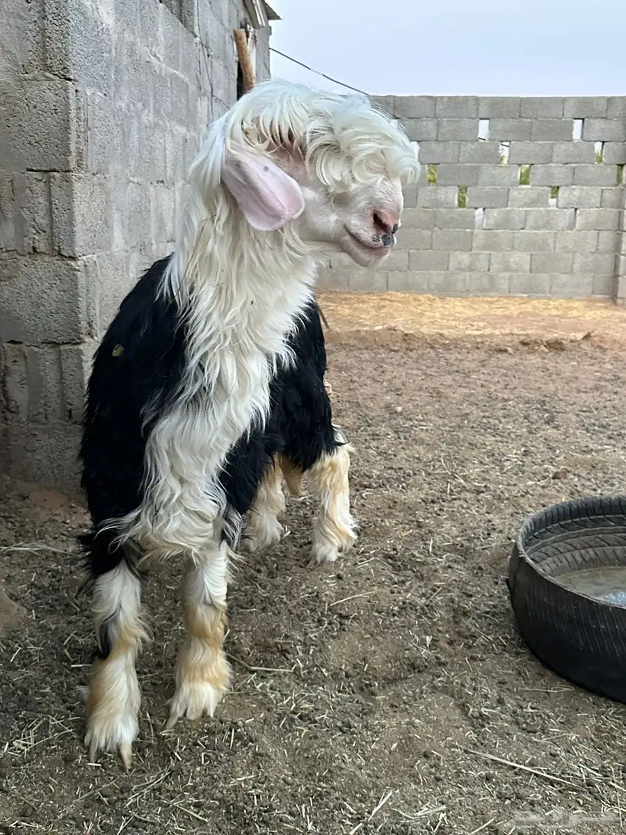 نعيم 7
