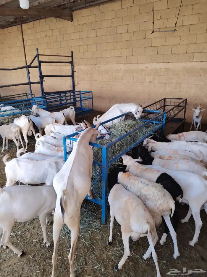 حاشي صومالي نعيمي اردني وسواكن الأعراس والمناسبات 4