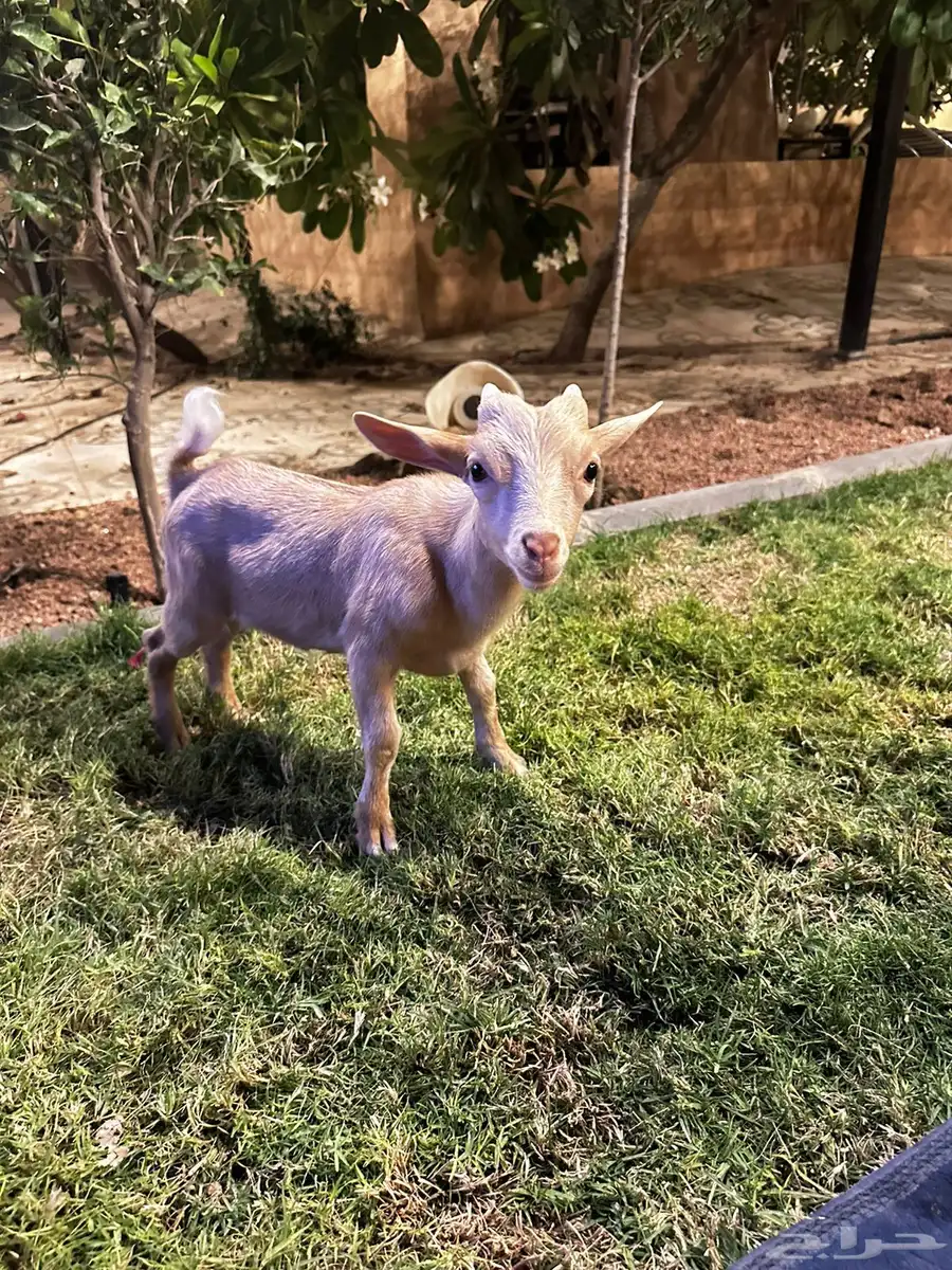 تيس قزمي للبيع 0