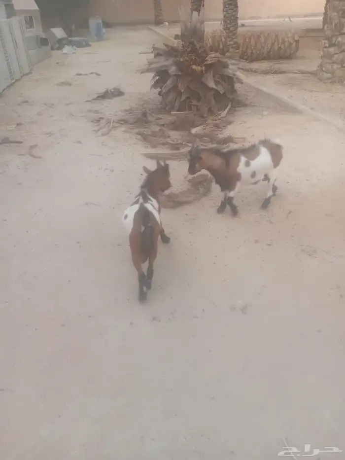 للبيع ماعز قزم 0