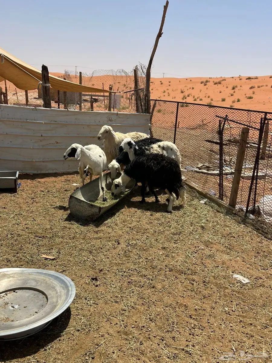 شياه دفيع 3