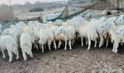 طليان نظيفه تربيه من المراح مقفله شحم 4