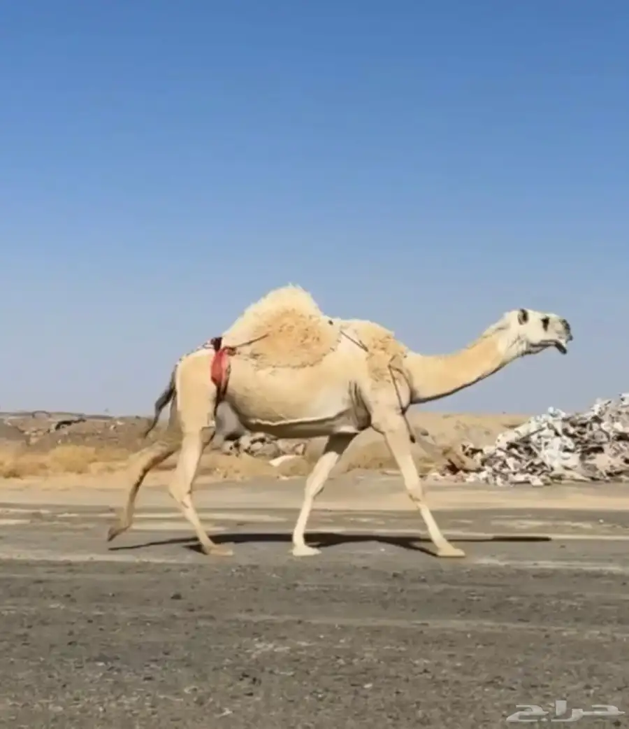 عشرا كفو وضحى 1