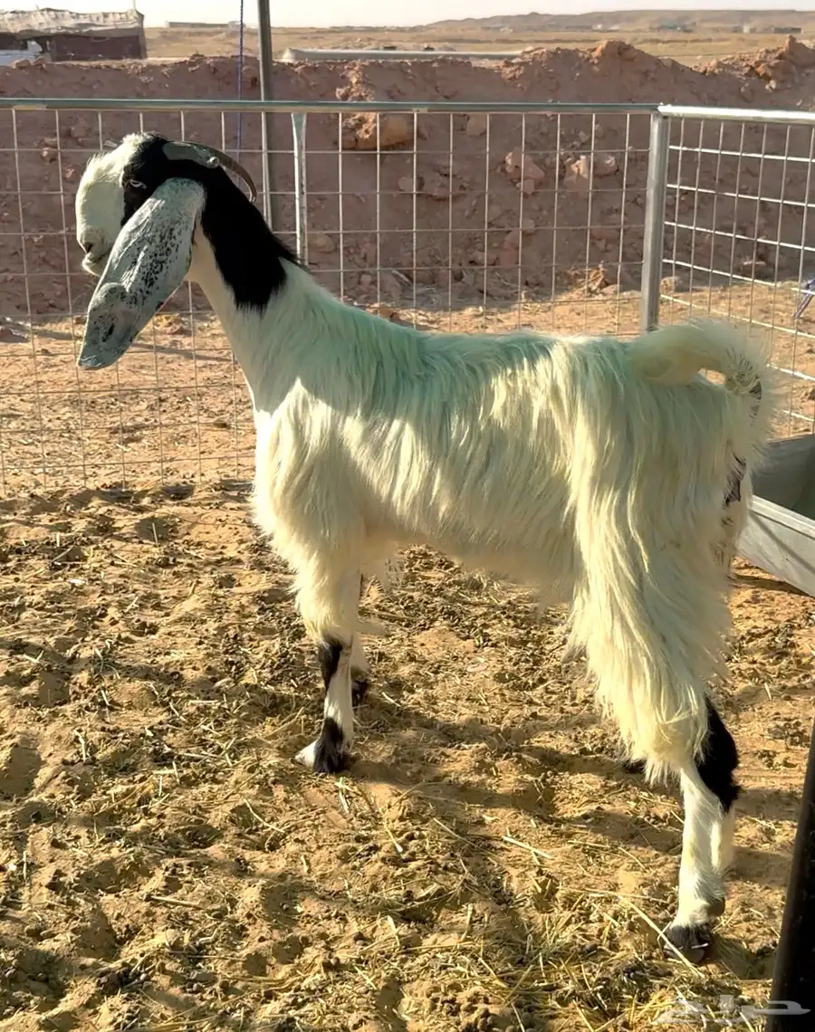 ثنيه مطوره معها تيس 0