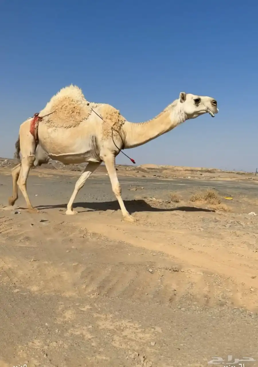 عشرا كفو وضحى 0