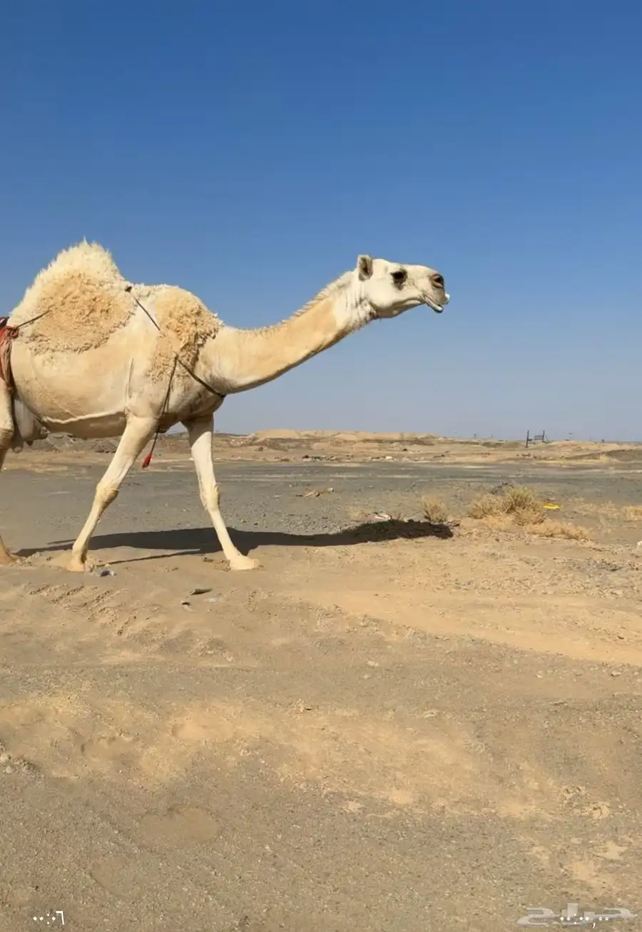 عشرا كفو وضحى 2