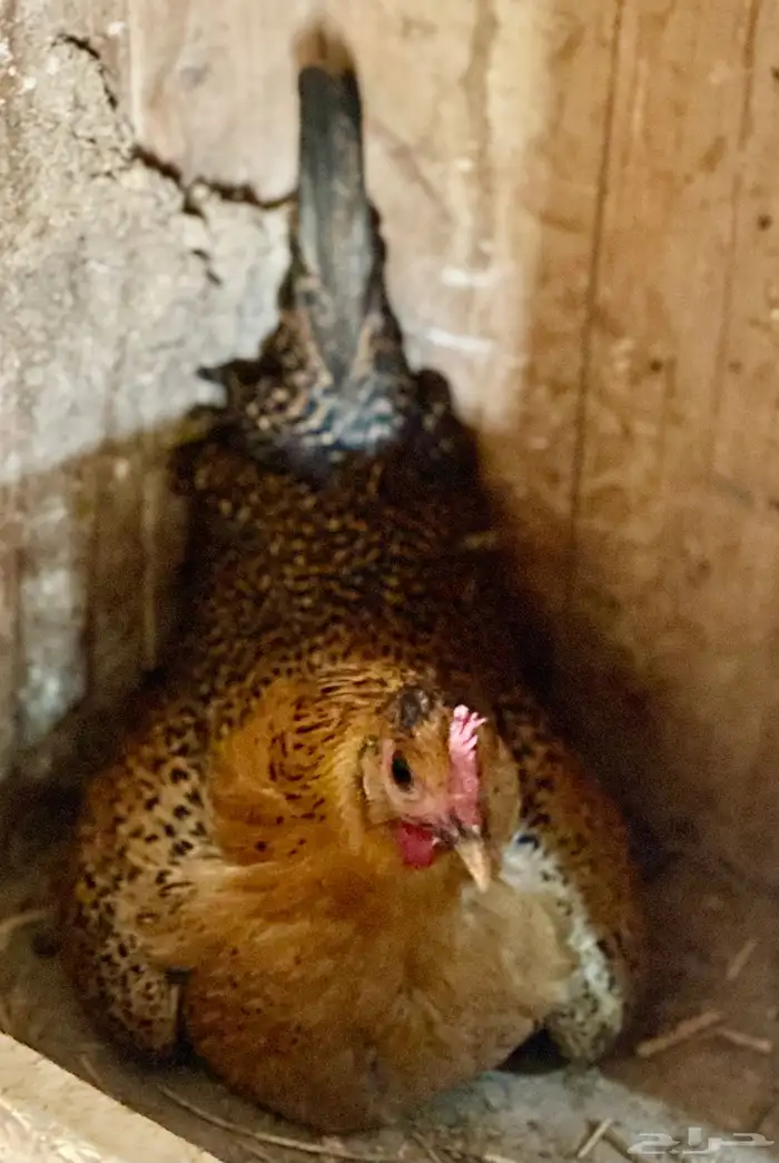 دجاج عربي 10