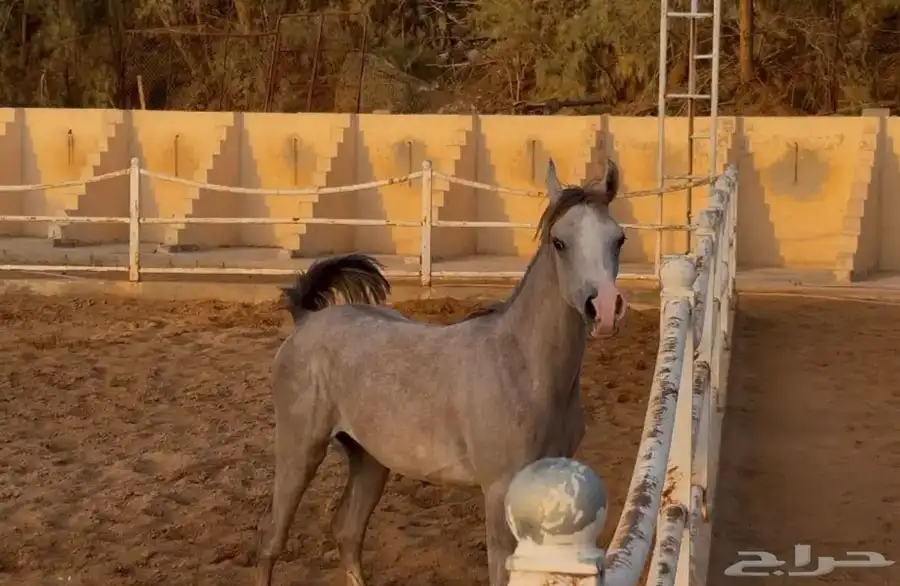 مهره واهو فاخرة 1