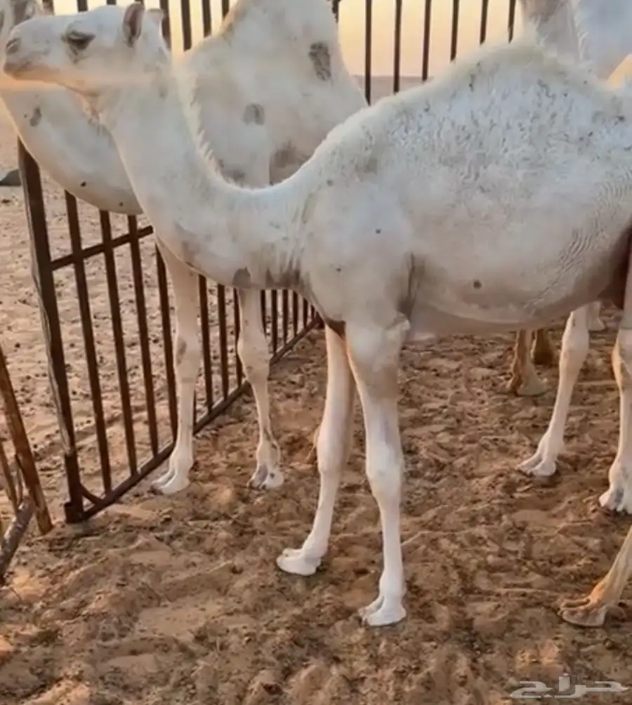 خلفة معها قعود 0