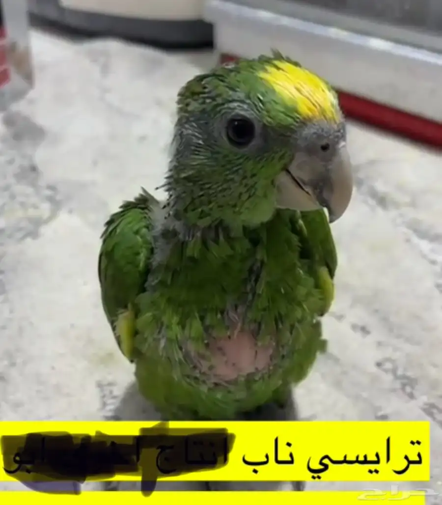 امازون ترايسي ناب 0