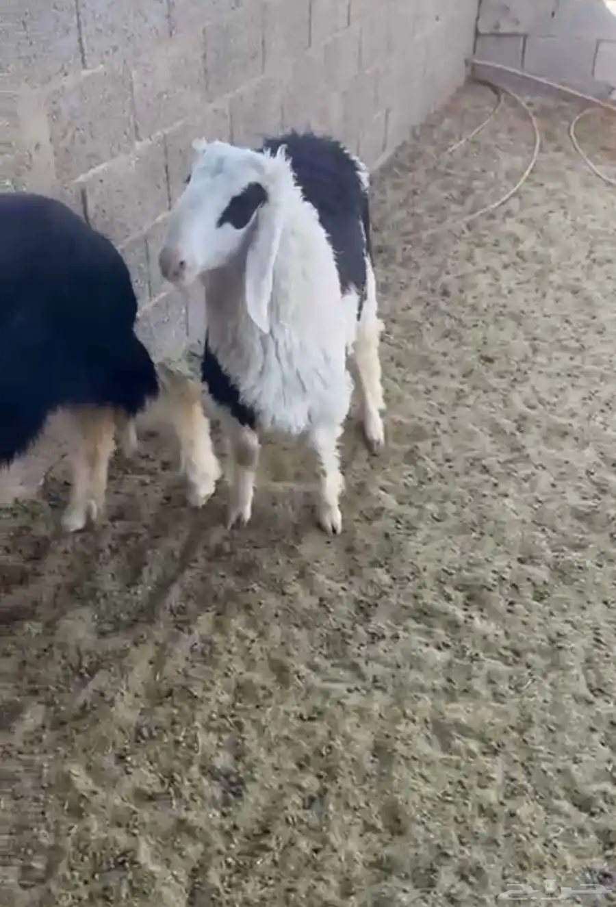 طلي جذع طيب هجين نجدي بحري 2