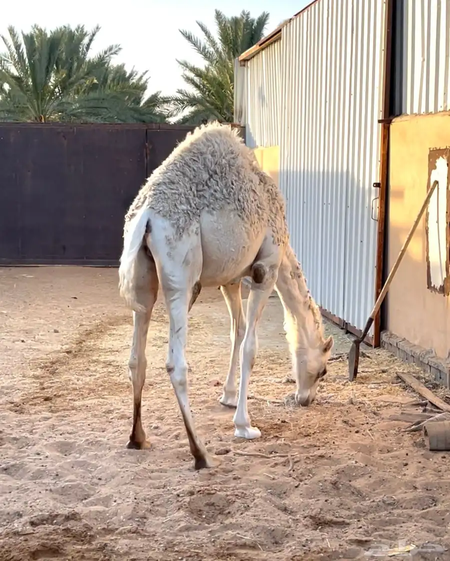 حشو قصب العدد 3 1