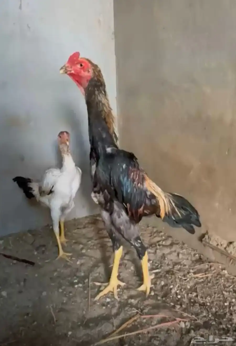 شامو ياباني 3