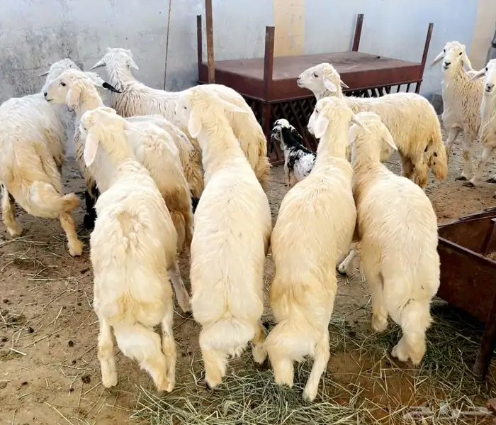 النماص تيوس طليان رخال عنقان خدمة التوصيل 7